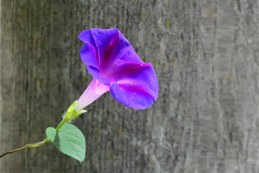 BlaueBlumeTrichterV5ohneGrünenRand.webp