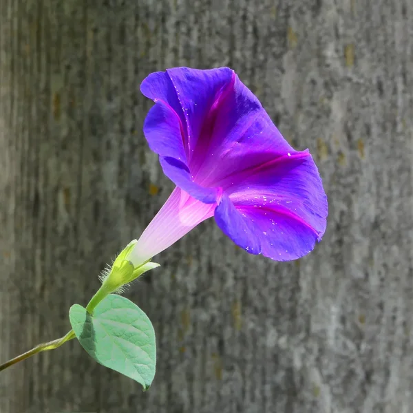 BlaueBlumeTrichterV5QUADRAT.webp