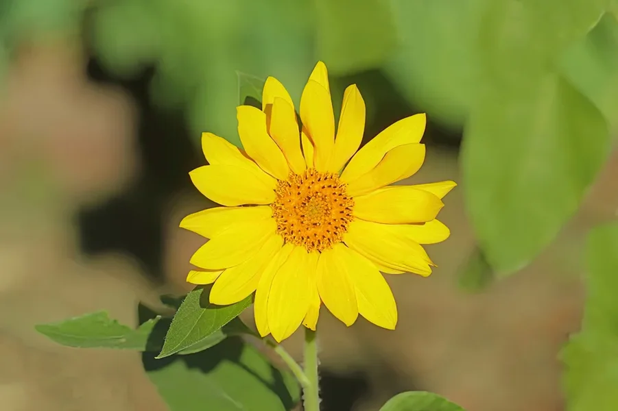 SonnenblumeintaktaufrechtSL3Si105Mac2EXT.webp