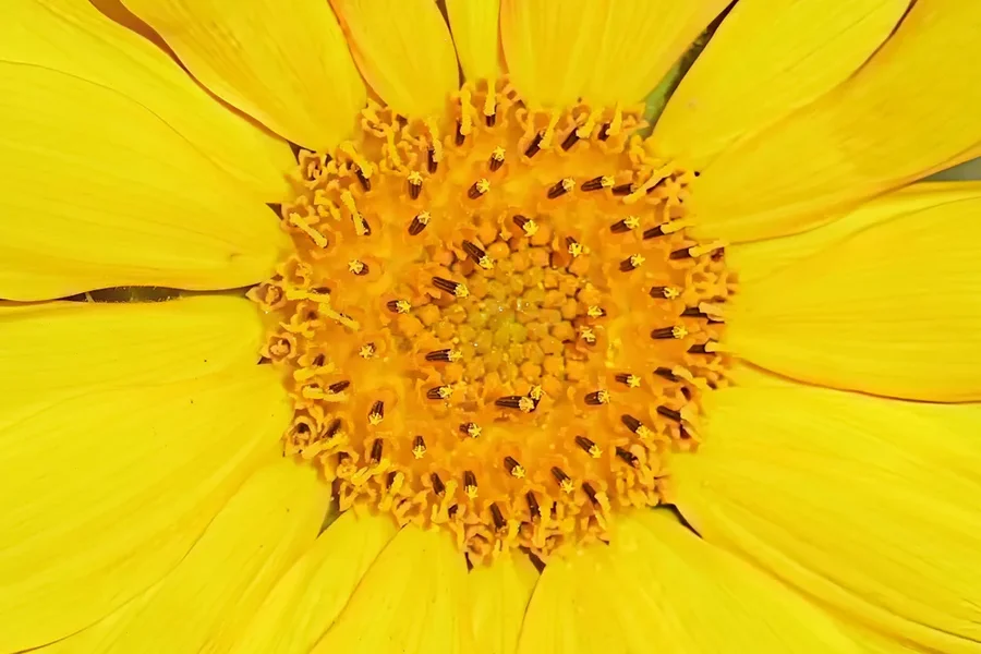 SonnenblumeintaktZENTRUMSL3Si105Mac2EXTEXTREMCROP.webp