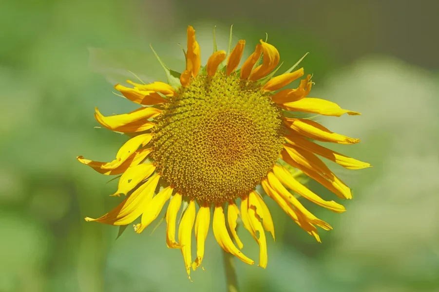 SonnenblumeiWABISABISL3Si105Mac2EXT.webp
