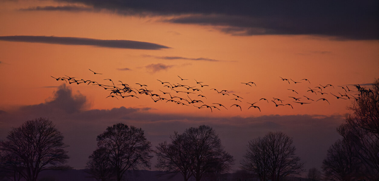 1212_Wildgänse 02.12.12_288_DxO.jpg 1212_Wildgänse 02.12.12_288_DxO.jpg