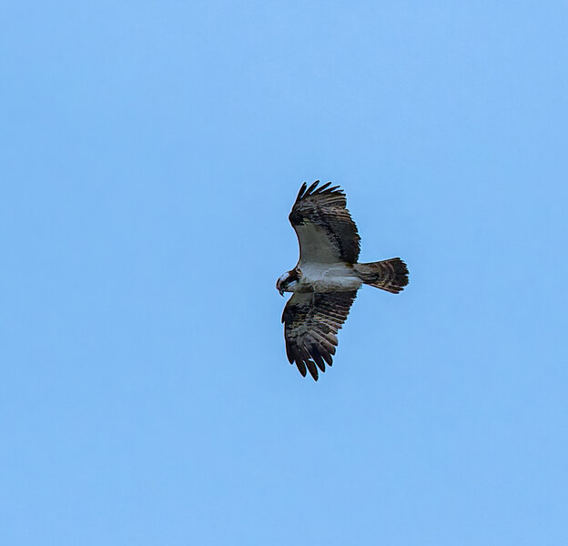 Fischadler in Sedlitz.jpg Fischadler in Sedlitz.jpg