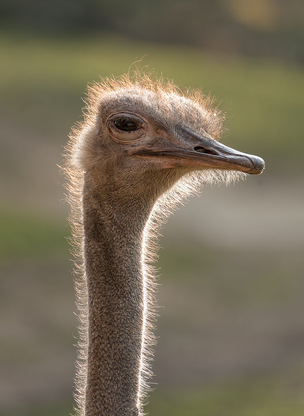 1211_Allwetter Zoo Münster 17.11.12_134_DxO-Bearbeitet.jpg