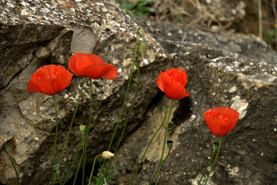 _DSC0196.jpg _DSC0196.jpg