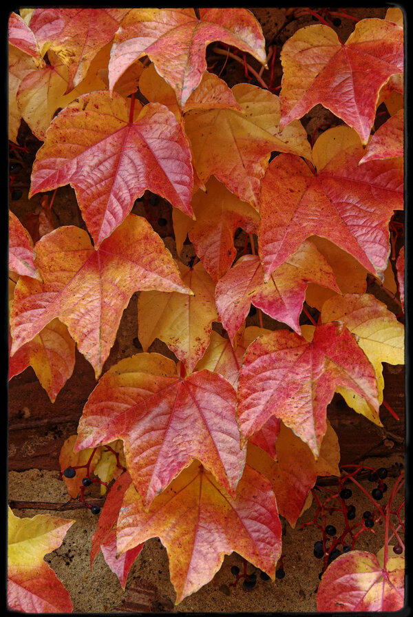 _IGP3783_DxO.jpg _IGP3783_DxO.jpg