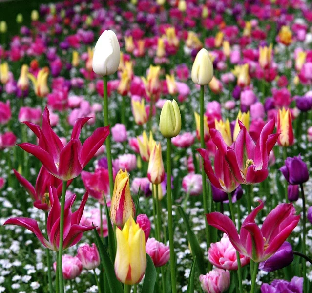 pi_K7PI3167.webp pi_K7PI3167.webp