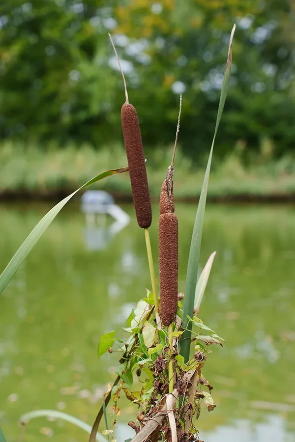 ci_A7407748.webp