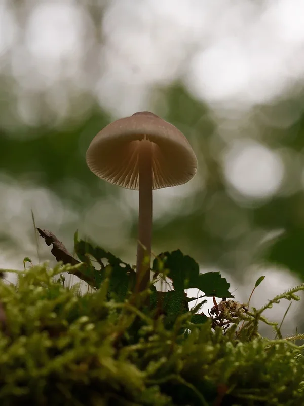 ci_A7408208.webp