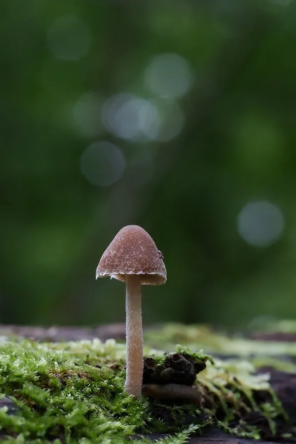 ci_A7408216.webp