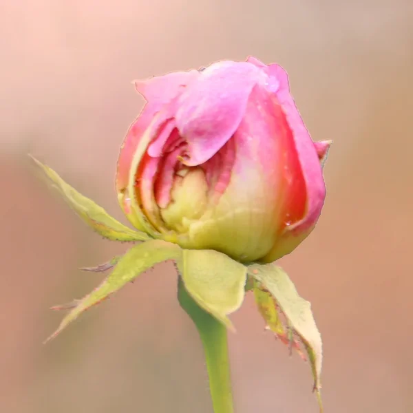 RosenknospeRosaaufRosaV5QUADRAT.webp