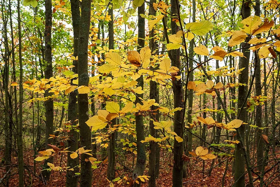 ci_A7408896.webp
