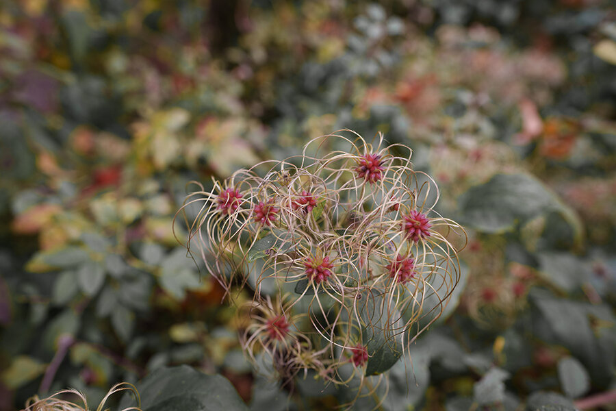 ci_A7409072.jpg