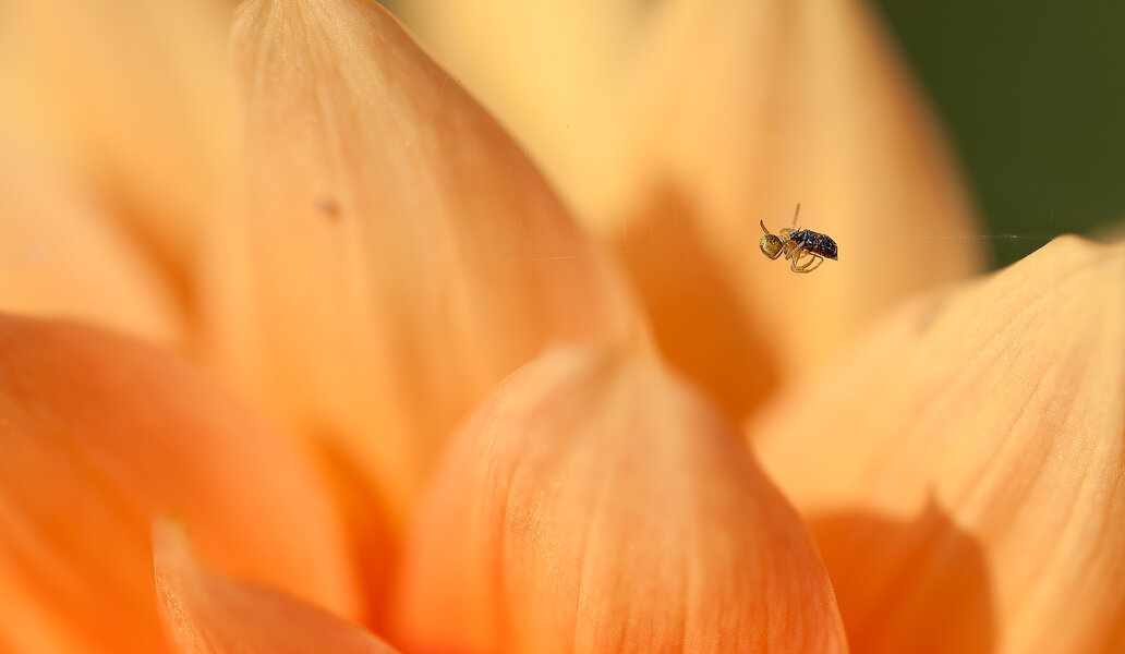 1207_Floriade_003_DxO-Bearbeitet.jpg