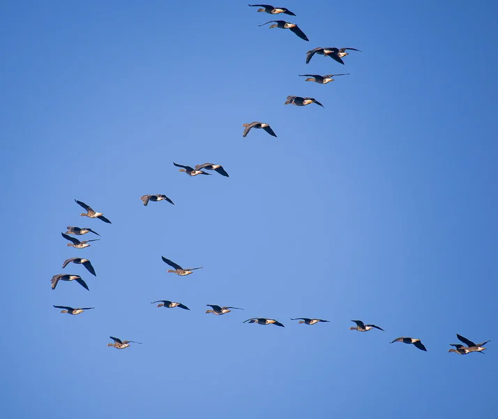 Gänseformation.webp