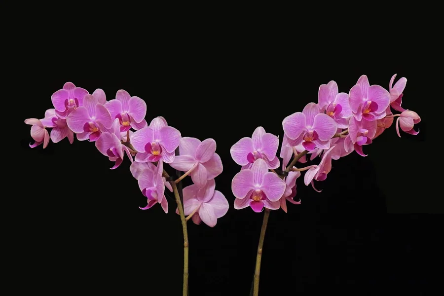 OrchideenROSAGeweihaSchwarzSL32490.webp
