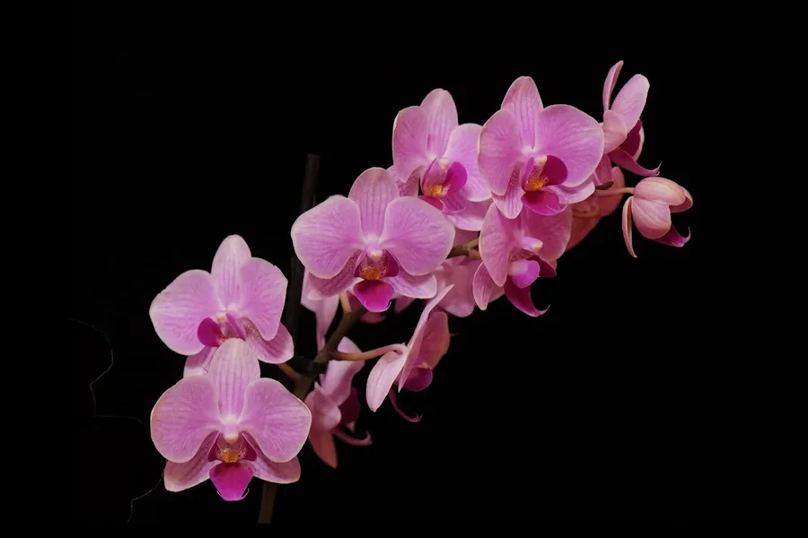 OrchideenROSAEinzelastschrägaSchwarzSL32490.webp