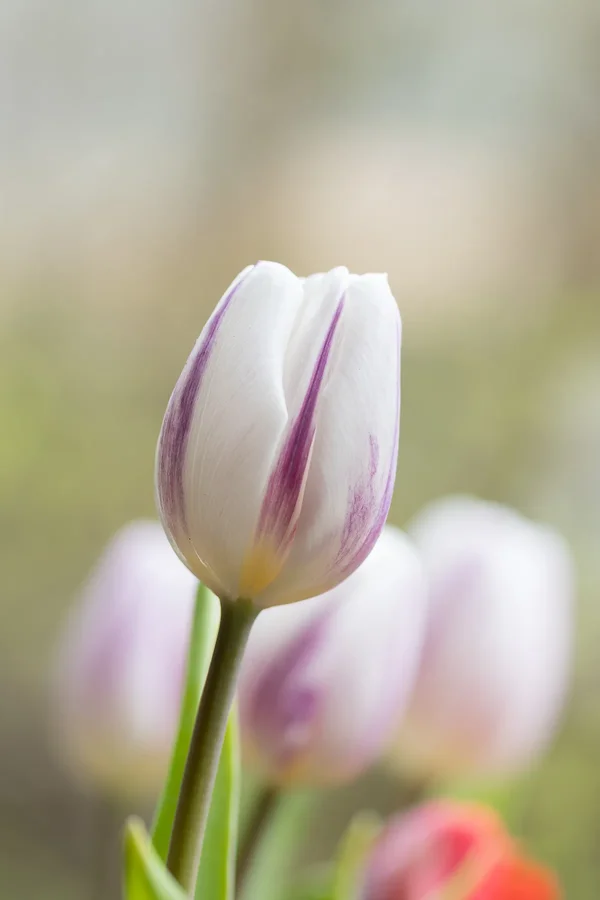Tulpe.webp