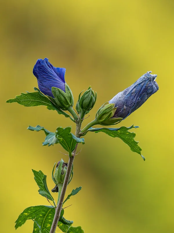 Blaublütig.webp