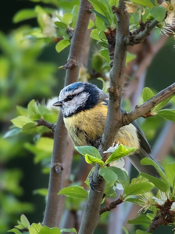 Blaumeise.webp