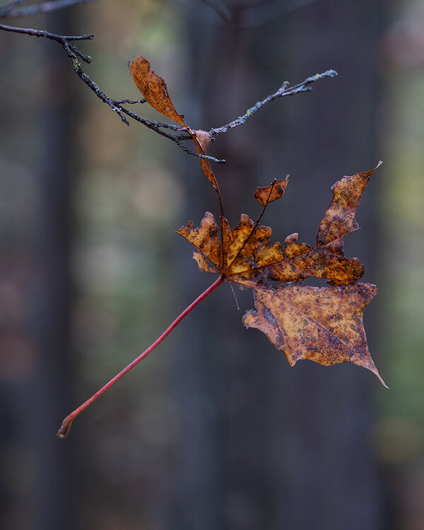 ci_A7409563.jpg