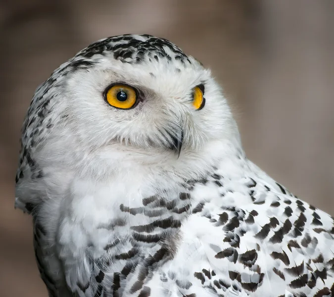 Schneeeule.webp