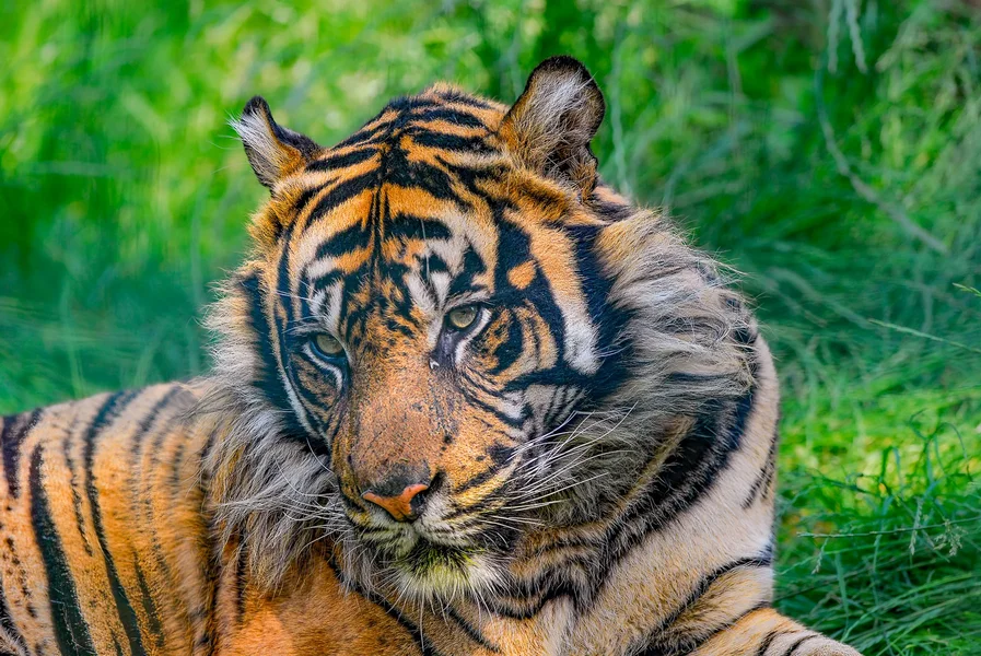 Sumatratiger Beludru (5)-Bearbeitet-Bearbeitet.webp