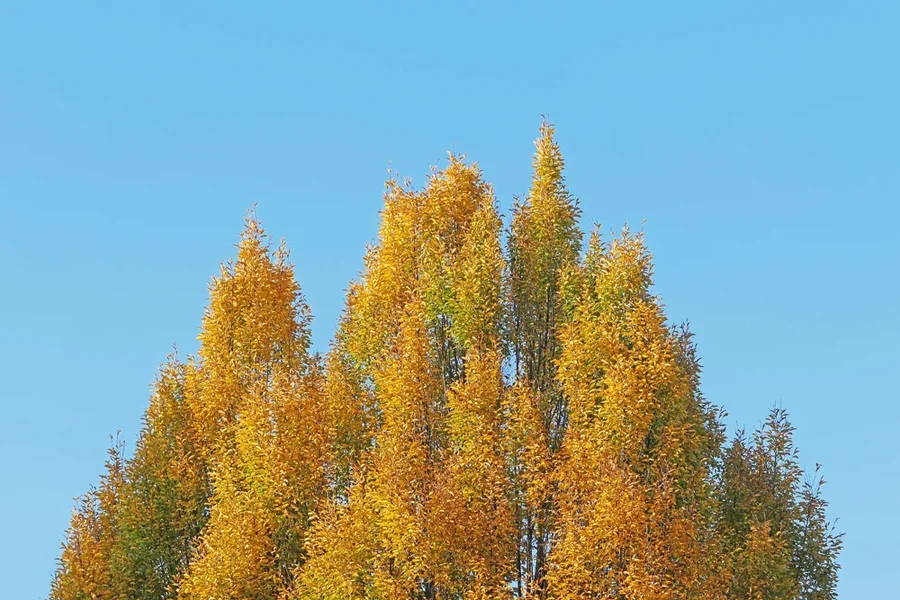 GoldeneBäumeGegenüberZWEIV5.webp