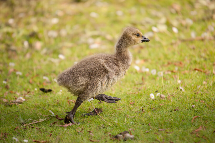 Vorwärts Marsch.jpg Vorwärts Marsch.jpg