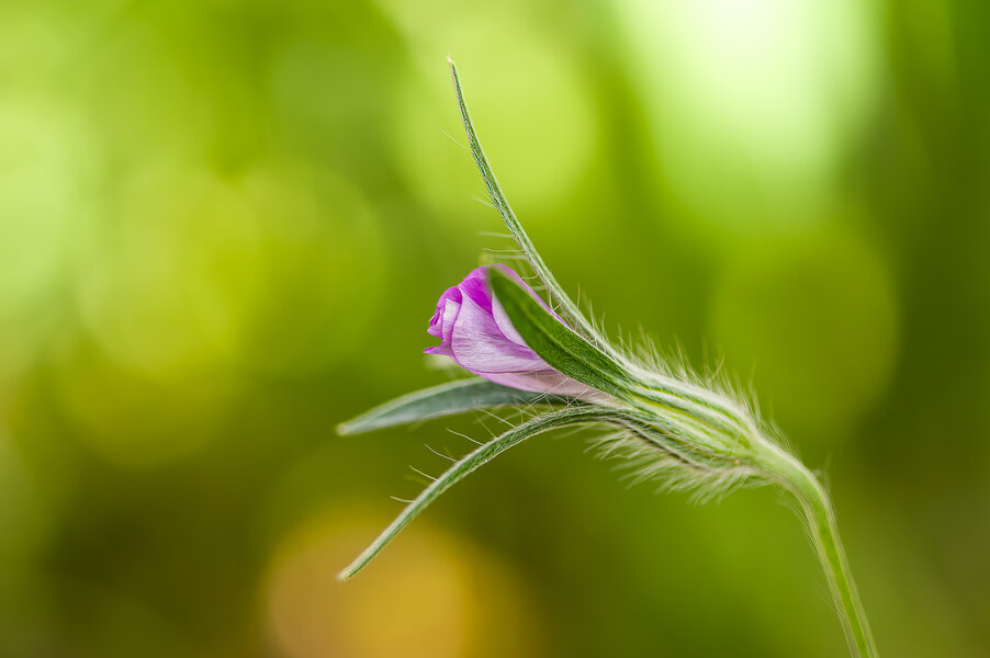 Garten_2-107_DxO-Bearbeitet.jpg