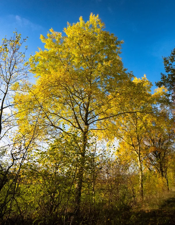 NZ8_2198.webp