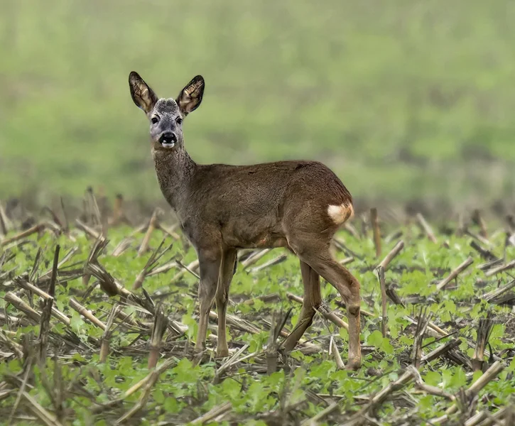 Aufmerksames Reh.webp