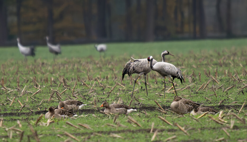 Friedliches Zusammenleben.jpg Friedliches Zusammenleben.jpg