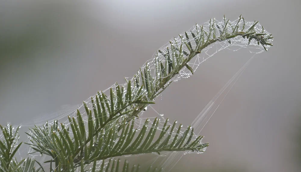 Eibenzweig heute.webp