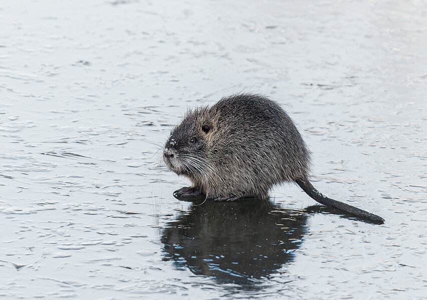 Vorsicht, Glatt.jpg Vorsicht, Glatt.jpg