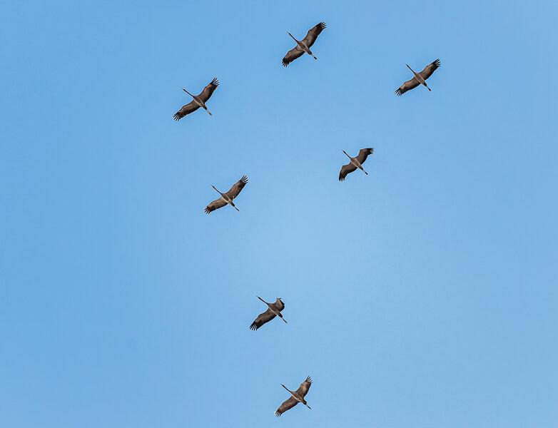 Kranichüberflug.jpg Kranichüberflug.jpg