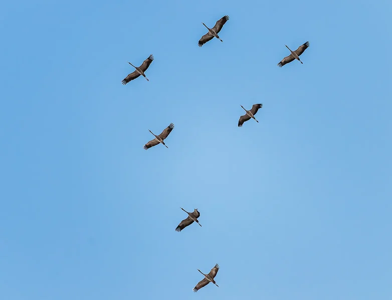 Kranichüberflug.webp Kranichüberflug.webp