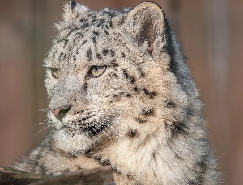 Schneeleopard.webp