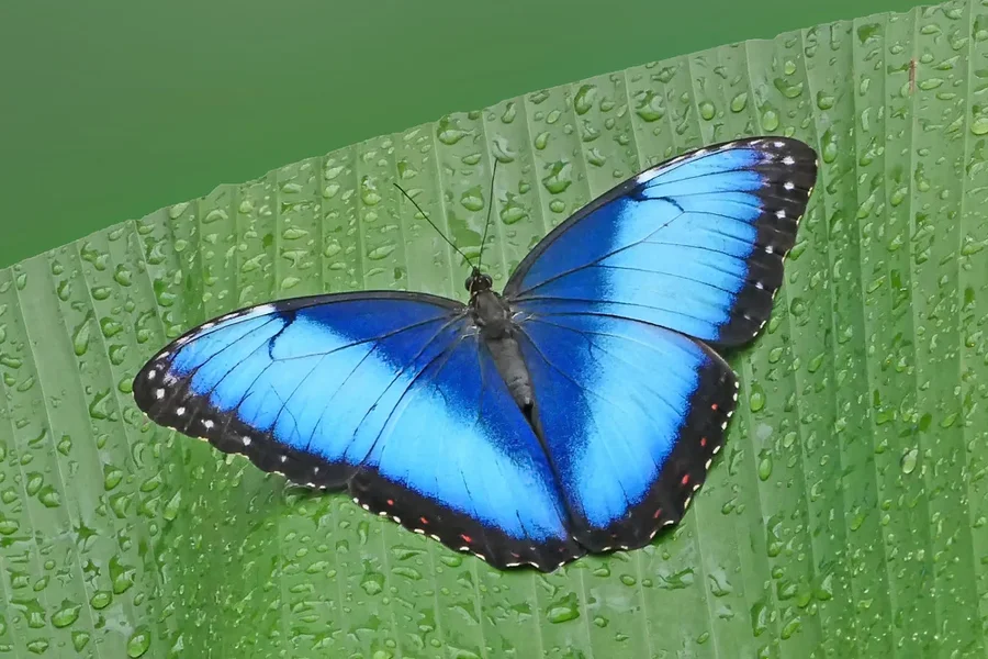 SchmetterlingBLAUaufgrnemBlattV5OPTIMALHGGRÜNCROP.webp