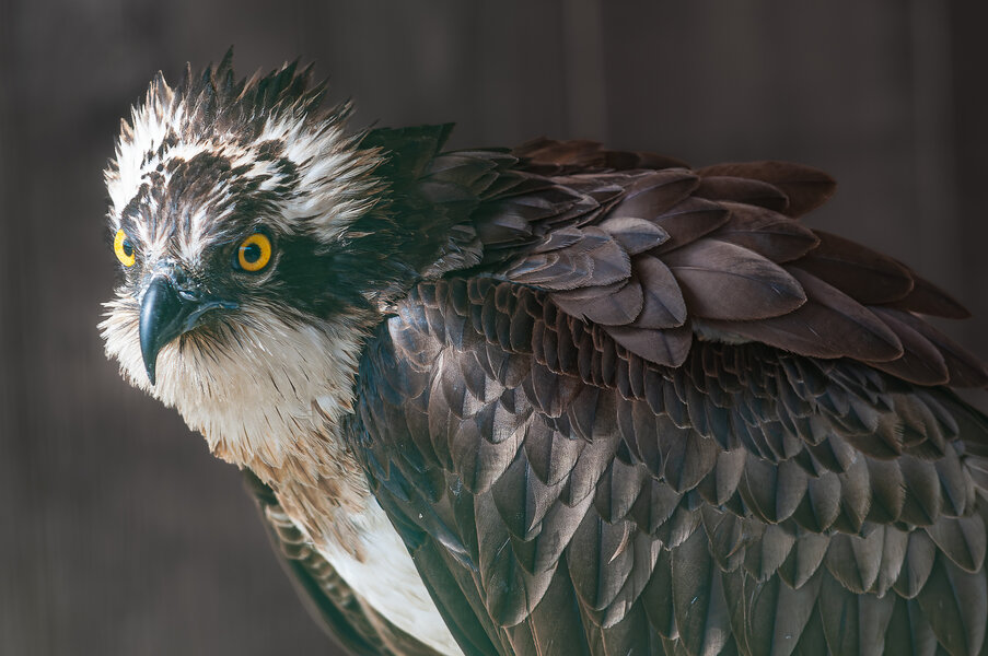 Straelen 21.05.09_0007_DxO-Bearbeitet.jpg Straelen 21.05.09_0007_DxO-Bearbeitet.jpg