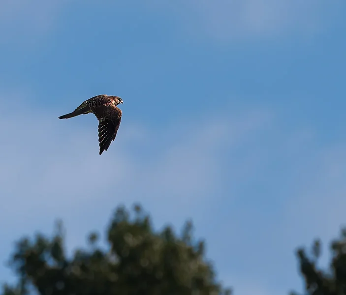 Turmfalke.webp Turmfalke.webp