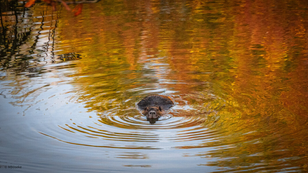 NZ8_2194.jpg NZ8_2194.jpg