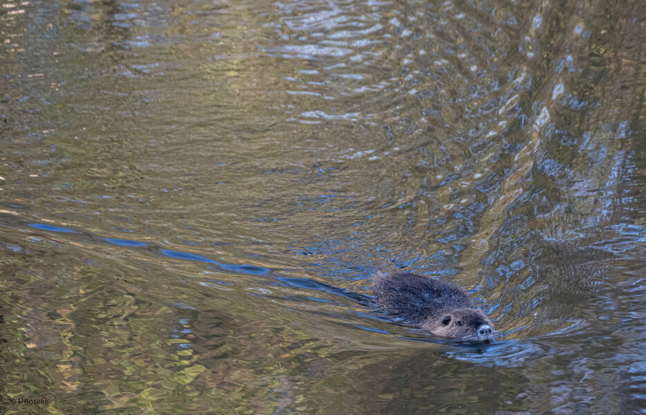 NZ8_2185.jpg NZ8_2185.jpg