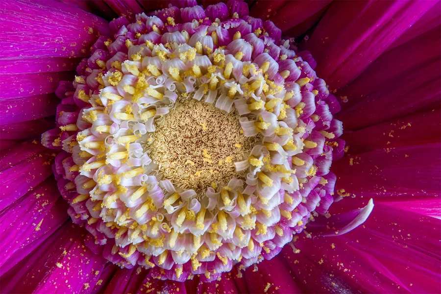Gerbera Stack 40 RAW Helicon klein.webp