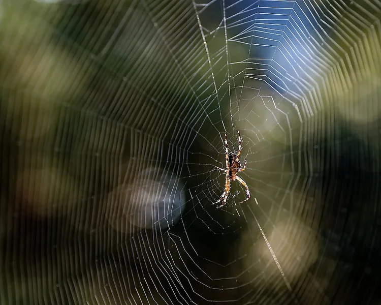_IGP5804_2_DxO_DxO_DxO.webp