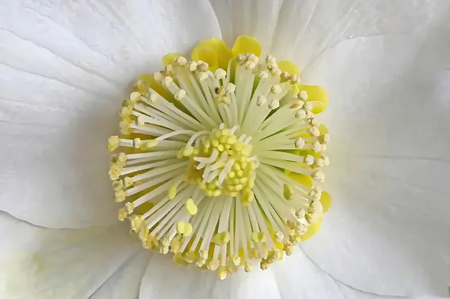 ChristroseStaubgefässZentralV5.webp
