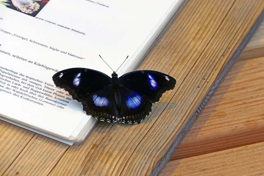SchnetterlingSxhwarzBlauLeseübungV5.webp