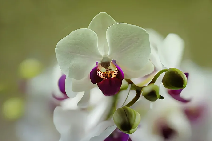 OrchideenWeissRotSL3Si501,2FINFINFIN.webp