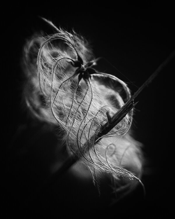 ci_A7400295.jpg
