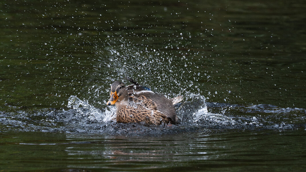 ci_A7409336.jpg